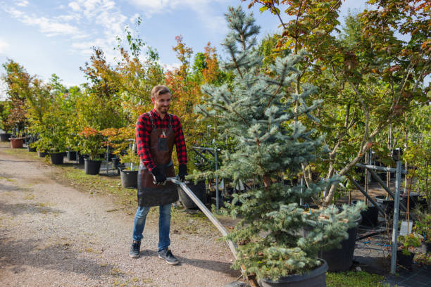 Best Tree Root Removal  in Los Lunas, NM